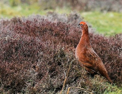 Red Grouse Near Middleton in Teesdale from 2014 Durham,Lagopus lagopus scotica,Red grouse,Teesdale