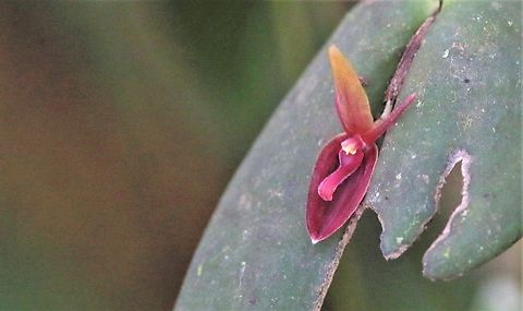 Pleurothallis neorinkei Seen on the wonderful Cerro Montezuma.  Just been accepted as research grade on inaturalist. Cerro Montezuma,Pleurothallis neorinkei,Tatama National Park