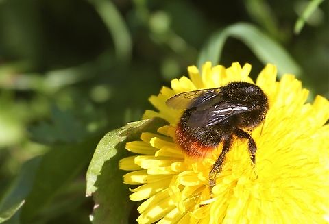 Red-tailed Bumblebee Red-tailed bumblebee taking advantage of the early pollen and nectar. Bombus lapidarius,Cumbria,Kings Meaburn,Red-tailed bumblebee