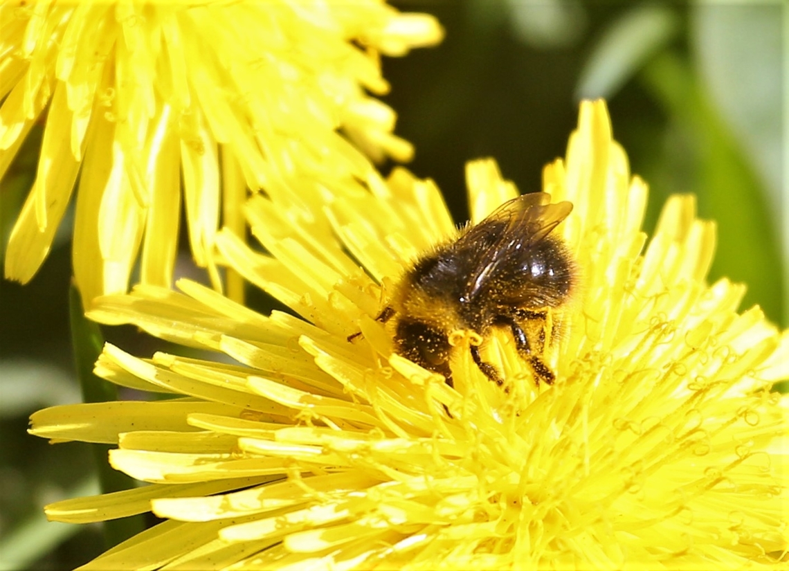 Early Bumblebee Worker An early bumblebee worker collecting nectar and pollen from a dandelion. Bombus pratorum,Cumbria,Early bumblebee,Kings Meaburn