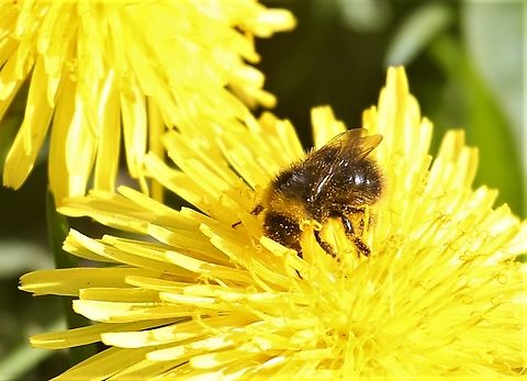 Early Bumblebee Worker An early bumblebee worker collecting nectar and pollen from a dandelion. Bombus pratorum,Cumbria,Early bumblebee,Kings Meaburn