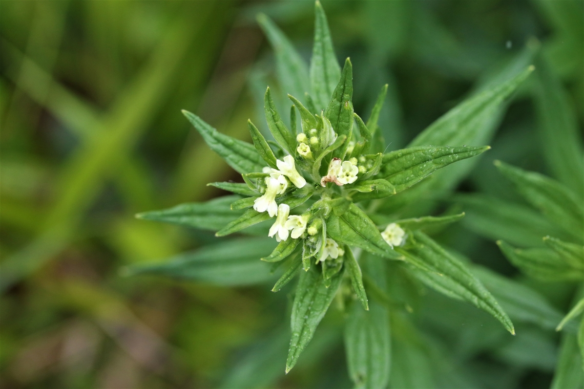 Common Gromwell Seen on ride in limestone pavement ancient woodland in South Cumbria Common Gromwell,Cumbria,Halecat Woods,Lithospermum officinale