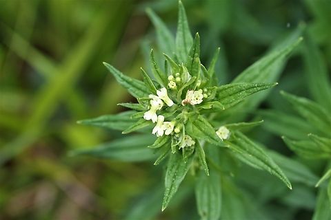 Common Gromwell Seen on ride in limestone pavement ancient woodland in South Cumbria Common Gromwell,Cumbria,Halecat Woods,Lithospermum officinale
