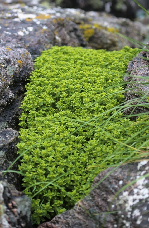 Sea Sandwort A natural garden.  The shoots can be eaten raw, as a seaside nibble or in salads, or cooked by steaming or stir-frying and eaten as a vegetable Honckenya peploides,Oldshoremore Beach,Scotland,Sea Sandwort,Sutherland