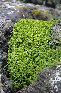 Sea Sandwort A natural garden.  The shoots can be eaten raw, as a seaside nibble or in salads, or cooked by steaming or stir-frying and eaten as a vegetable Honckenya peploides,Oldshoremore Beach,Scotland,Sea Sandwort,Sutherland