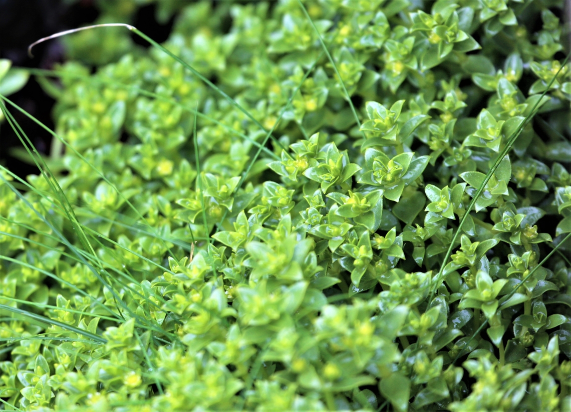 Sea Sandwort Only one small area with with this plant.  A 1st for me.  One to be foraged as the shoots can be eaten raw, as a seaside nibble or in salads, or cooked by steaming or stir-frying and eaten as a vegetable. Honckenya peploides,Oldshoremore Beach,Scotland,Sea Sandwort,Sutherland