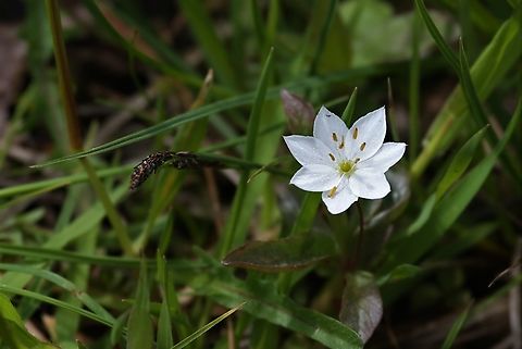 Chickweed Wintergreen A beautiful spring flower. Chickweed-wintergreen,Lairg,Loch Shin,Lysimachia europaea,Scotland