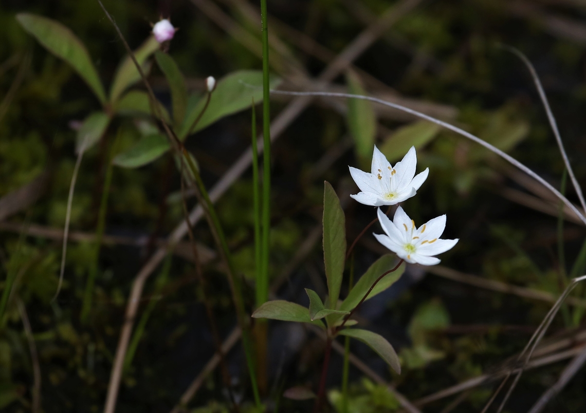 Chickweed Wintergreen A gorgeous little early flowerer Chickweed-wintergreen,Lairg,Loch Shin,Lysimachia europaea,Scotland