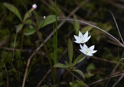 Chickweed Wintergreen A gorgeous little early flowerer Chickweed-wintergreen,Lairg,Loch Shin,Lysimachia europaea,Scotland