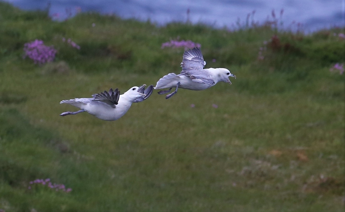 Fulmar dynamic soaring Fulmars in the up-draught.  Some of the best aeronautical fliers demonstrating dynamic soaring and if one is doing ap<br />
particularly well another has to come in to disrupt.  See below one fulmar has the other by the neck!! Fulmarus glacialis,Handa Island,Northern fulmar,Scotland