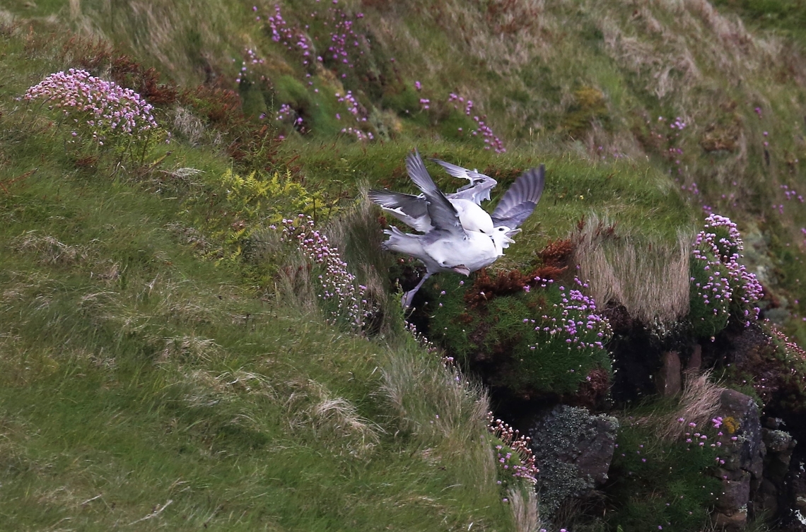 Northern Fulmars fighting during dynamic soaring Ouch! Fulmarus glacialis,Handa Island,Northern fulmar,Scotland