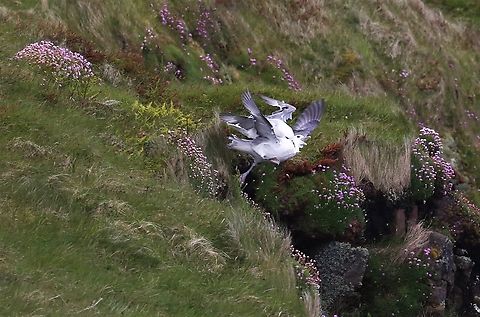 Northern Fulmars fighting during dynamic soaring Ouch! Fulmarus glacialis,Handa Island,Northern fulmar,Scotland