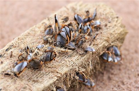 Pelagic Gooseneck Barnacles Found on the beach this pm. Lepas anatifera,Opinan,Pelagic gooseneck barnacle,Scotland,Wester Ross