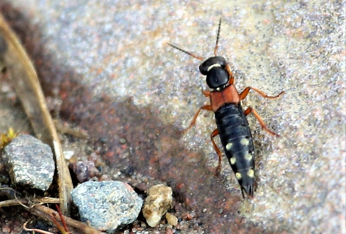 Yellow-marked Staphylinus Rove beetles make up approximately 25% of all Uk &amp; Irish beetles.  This was seen in a 25 year old native plantation that is now a wonderful native forest area.  Magnificent.  Flowerdale Forest,Rove beetle,Scotland,Staphylinus erythropterus,Wester Ross,Yellow-marked Staphylinus