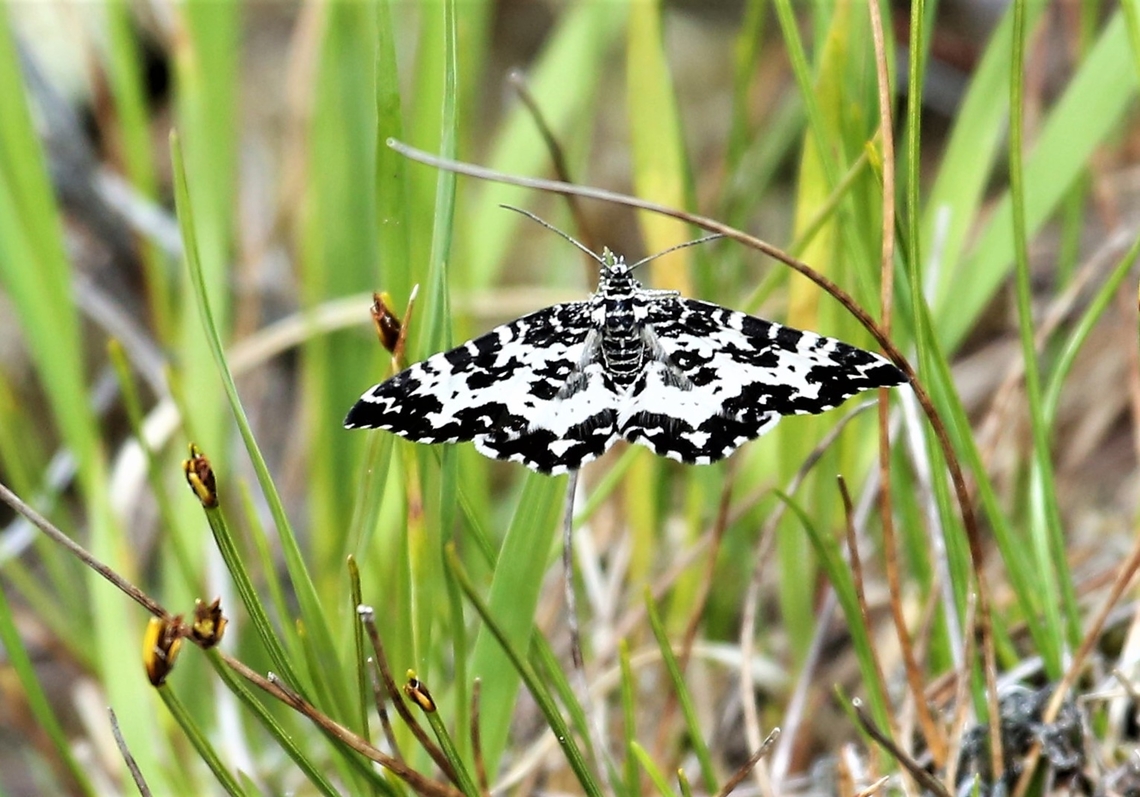 Argent and Sable moth Lots of these flying over the moorland and a fairly breezy day. Argent and Sable moth,Moorland,Rheumaptera hastata,Scotland,Torridon,Wester Ross