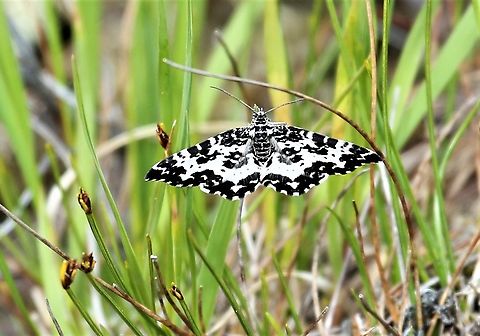 Argent and Sable moth Lots of these flying over the moorland and a fairly breezy day. Argent and Sable moth,Moorland,Rheumaptera hastata,Scotland,Torridon,Wester Ross