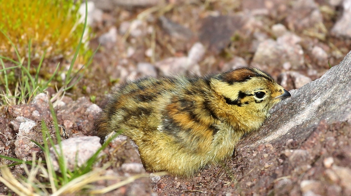 Rock Ptarmigan Chick Chick, hidden in plain sight at top of a gully on Baosbheinn with hen over-watching Baosbheinn,Chick,Lagopus muta,Rock Ptarmigan,Scotland,Torridon,Wester Ross