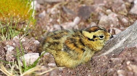 Rock Ptarmigan Chick Chick, hidden in plain sight at top of a gully on Baosbheinn with hen over-watching Baosbheinn,Chick,Lagopus muta,Rock Ptarmigan,Scotland,Torridon,Wester Ross