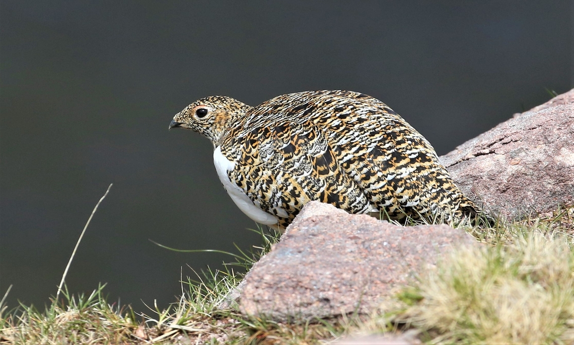 Rock Ptarmigan Hen overseeing her chick On Baosbheinn with her chick.  She pulled every trick, limping away, broken wing etc. to ensure we didn&#039;t see her chick but we&#039;d had to climb up the gully to get to her and her chick was on the path in the gully. Baosbheinn,Lagopus muta,Rock Ptarmigan,Scotland,Torridon,Wester Ross