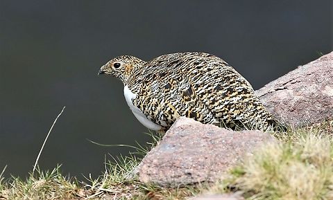 Rock Ptarmigan Hen overseeing her chick On Baosbheinn with her chick.  She pulled every trick, limping away, broken wing etc. to ensure we didn't see her chick but we'd had to climb up the gully to get to her and her chick was on the path in the gully. Baosbheinn,Lagopus muta,Rock Ptarmigan,Scotland,Torridon,Wester Ross