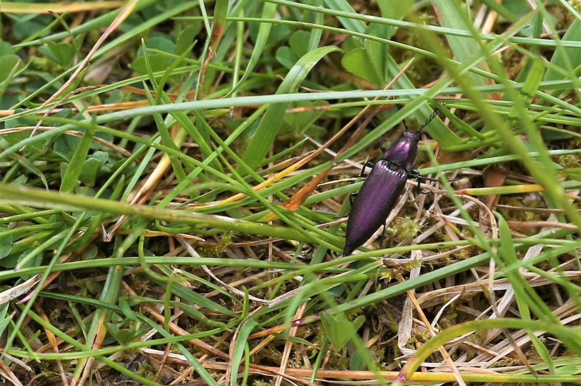 Coppery click beetle This lively colourful click beetle seen on the way to a bird hide on Loch Shin. Coppery Click Beetle,Ctenicera cuprea,Loch Shin,Scotland,Sutherland