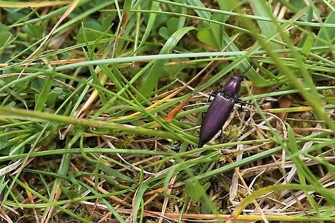Coppery click beetle This lively colourful click beetle seen on the way to a bird hide on Loch Shin. Coppery Click Beetle,Ctenicera cuprea,Loch Shin,Scotland,Sutherland