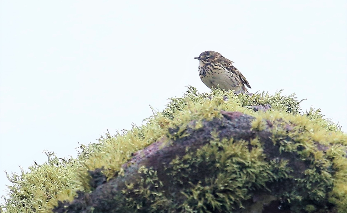 Meadow Pippit on Torridonian Sandstone with Ramalina siliquosa Pippit sitting in the rain on torridonian sandstone with wonderful aged Sea Ivory lichen Anthus pratensis,Handa Island,Meadow pipit,Ramalina siliquosa,Scotland,Sea Ivory,Sutherland
