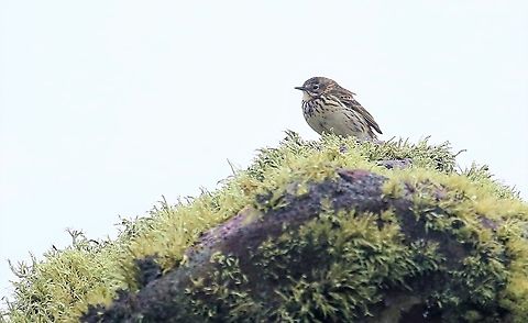 Meadow Pippit on Torridonian Sandstone with Ramalina siliquosa Pippit sitting in the rain on torridonian sandstone with wonderful aged Sea Ivory lichen Anthus pratensis,Handa Island,Meadow pipit,Ramalina siliquosa,Scotland,Sea Ivory,Sutherland