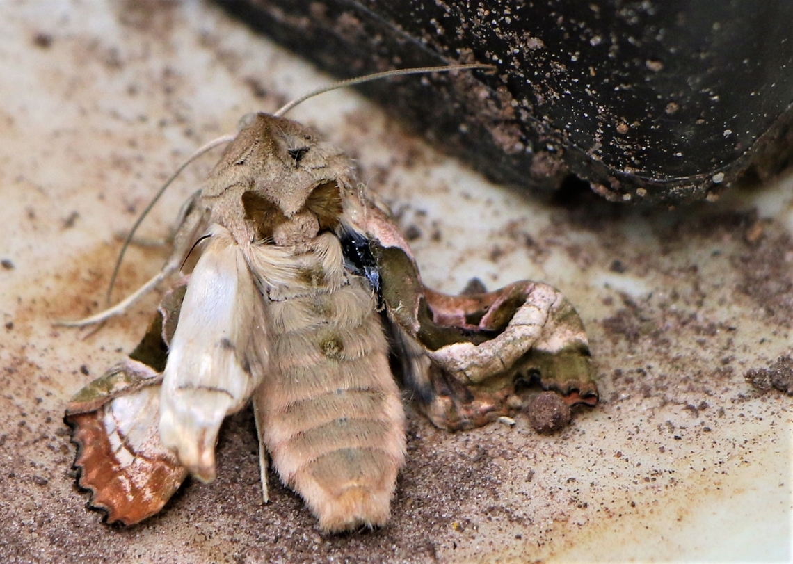 Lime Hawkmoth, newly emerged, pumping up its wings Just emerged from my small garden area of hay meadow.  Every little helps! Cumbria,Kings Meaburn,Lime Hawk-moth,Mimas tiliae