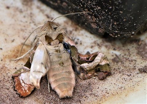 Lime Hawkmoth, newly emerged, pumping up its wings Just emerged from my small garden area of hay meadow.  Every little helps! Cumbria,Kings Meaburn,Lime Hawk-moth,Mimas tiliae