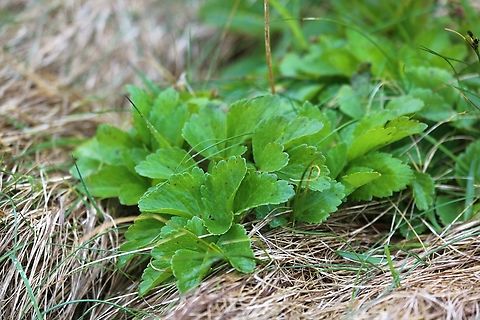 Scots Lovage This found near the edge on top of the cliffs on Handa Island. Handa Island,Ligusticum scoticum,Scotland,Scots Lovage,Sutherland