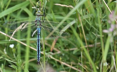 Emperor Dragonfly (Blue Emerald) This is a 1st for me, and first record in the Lyvennet Valley (Global warming) Anax imperator,Cumbria,Emperor dragonfly,Kings Meaburn