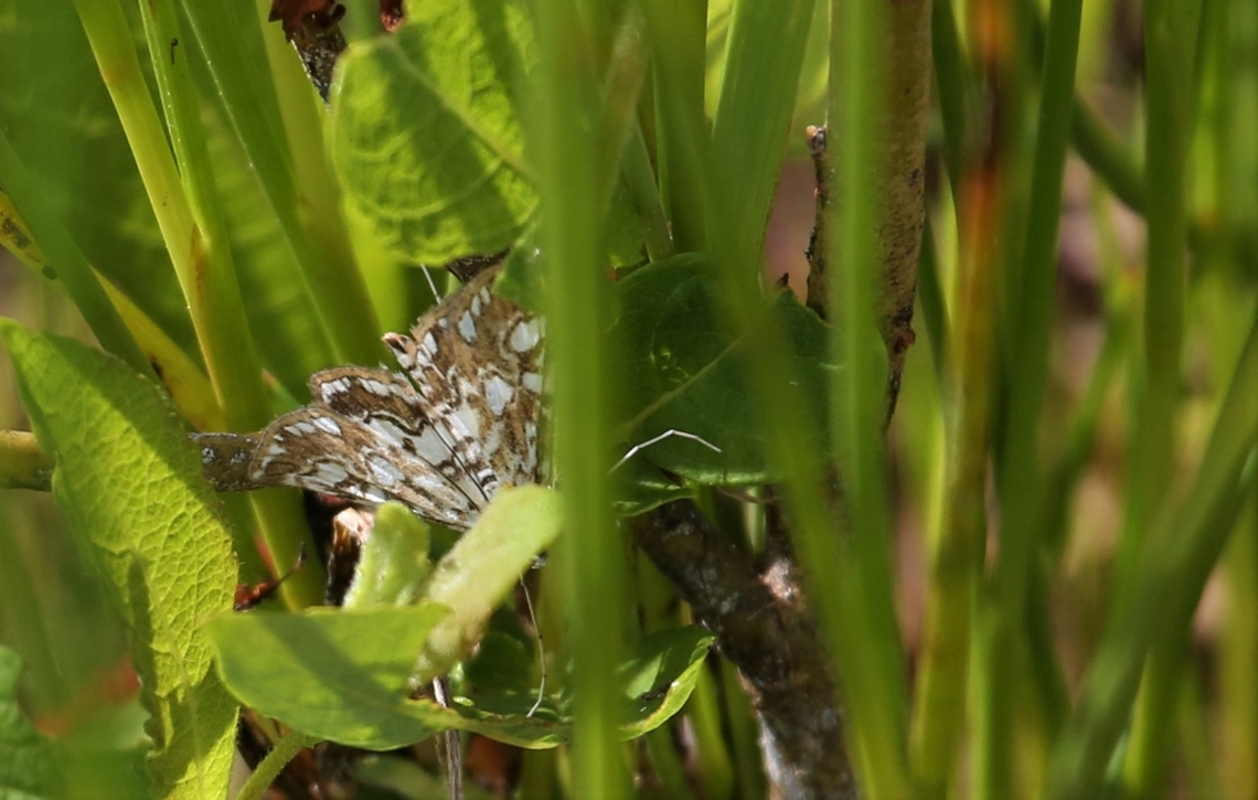 Brown China Mark Several differently marked examples of this moth in this new wetland area (3 years) Brown China Mark,Cumbria,Elophila nymphaeata,Kings Meaburn,Lyvennet