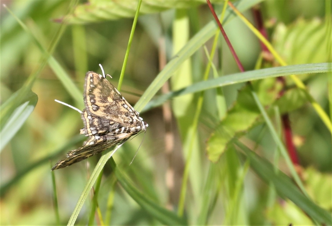 Brown China Mark, underside  Brown China Mark,Cumbria,Elophila nymphaeata,Kings Meaburn,Lyvennet