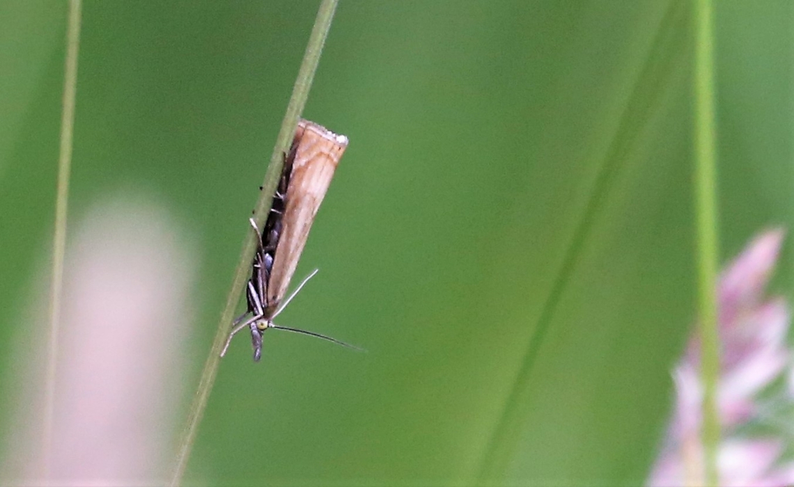 Garden Grass-veneer In the rough grass next to a scrape at the Lyvennet Chrysoteuchia culmella,Cumbria,Garden Grass-veneer,Kings Meaburn,Lyvennet