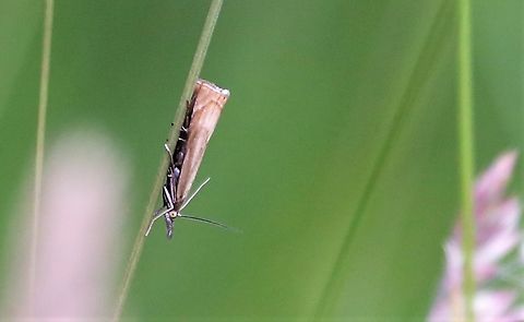 Garden Grass-veneer In the rough grass next to a scrape at the Lyvennet Chrysoteuchia culmella,Cumbria,Garden Grass-veneer,Kings Meaburn,Lyvennet