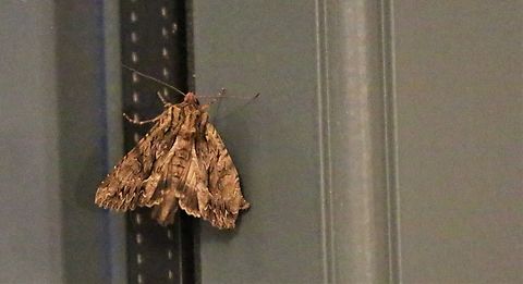 Dark Arches A visitor indoors last night. Apamea monoglypha,Cumbria,Dark Arches,Kings Meaburn