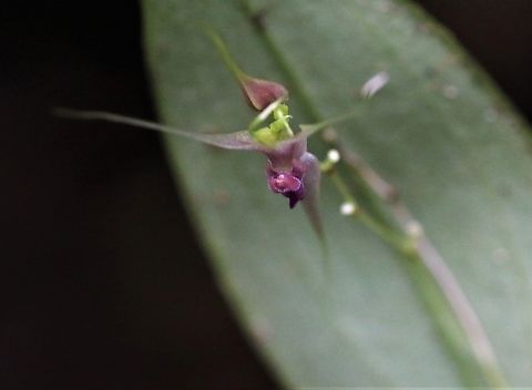 Lepanthes acutissima Identified thanks to Sebastian Moreno after our wonderful stay at Montezuma Rainforest Ecolodge, staying with Michelle Tatiana Tapasco. Cerro Montezuma,Lepanthes acutissima,Montezuma Rainforest,Risaralda,Tatama National Park