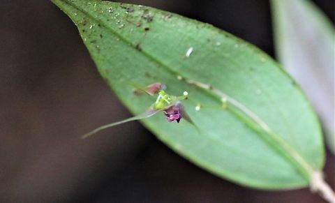 Lepanthes acutissima Another of the miniature orchids that we first saw whilst staying with Michelle Tatiana Tapasco at the Montezuma Rainforest Ecolodge.  A wonderful place.  Finally managed to get confirmation of the identity of this miniature orchid.  Thanks to Sebastian Moreno for identifying this. Cerro Montezuma,Lepanthes acutissima,Montezuma Rainforest,Risaralda,Tatama National Park