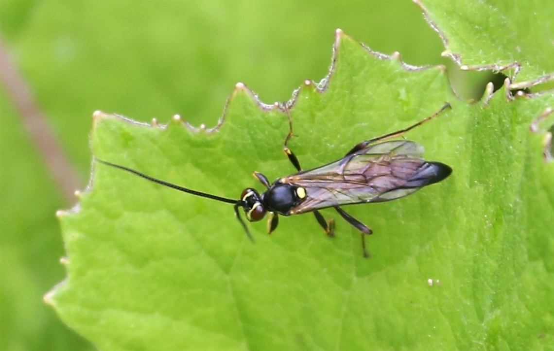 Amblyjoppa proteus - closeup Found on edge of a hay meadow - this ichneumon wasp predates caterpillars of the elephant hawk moth Amblyjoppa proteus,Cumbria,Kings Meaburn,Lyvennet