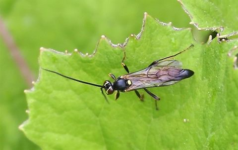 Amblyjoppa proteus - closeup Found on edge of a hay meadow - this ichneumon wasp predates caterpillars of the elephant hawk moth Amblyjoppa proteus,Cumbria,Kings Meaburn,Lyvennet