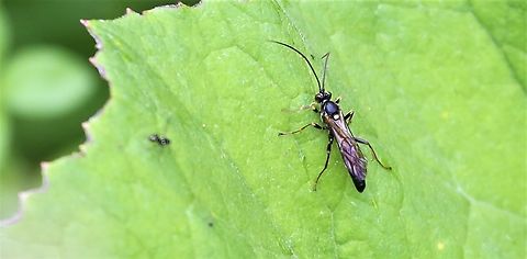 Amblyjoppa proteus I understand from what I read that this is an under-reported species - an ichneumonid that predates Elephant Hawk Moth caterpillars.  Found in hay meadow by the Lyvennet (beck/river)  Description attached   https://www.naturespot.org.uk/species/amblyjoppa-proteus#:~:text=Description A large (20–25mm), mainly jet-black species with,legs and a white band on the antennae. Amblyjoppa proteus,Cumbria,Kings Meaburn,Lyvennet