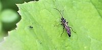 Amblyjoppa proteus I understand from what I read that this is an under-reported species - an ichneumonid that predates Elephant Hawk Moth caterpillars.  Found in hay meadow by the Lyvennet (beck/river)  Description attached   https://www.naturespot.org.uk/species/amblyjoppa-proteus#:~:text=Description A large (20–25mm), mainly jet-black species with,legs and a white band on the antennae. Amblyjoppa proteus,Cumbria,Kings Meaburn,Lyvennet