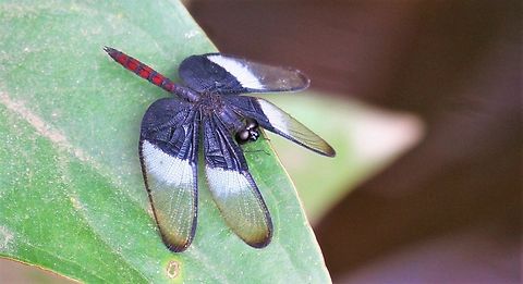 Diastatops dimidiata On vegetation to side of this narrow channel.  As well as Paul's observation, it has been recorded in Guyana too. Diastatops dimidiata,Orinoco Delta