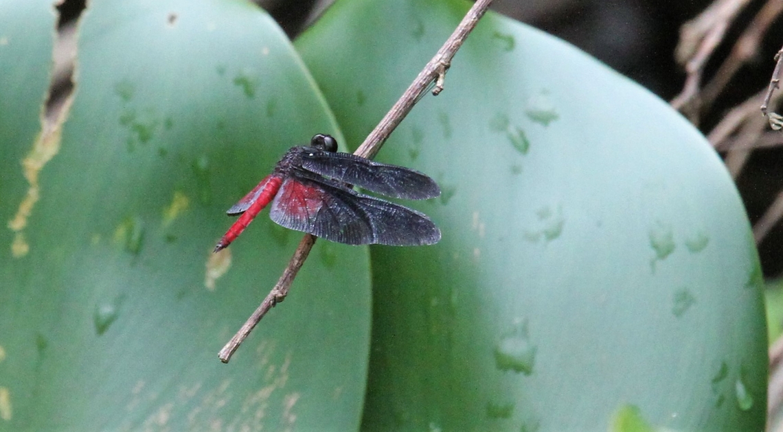 Red-saddled Blackwing Going back through some Venezuela. Diastatops pullata,Orinoco Delta,Red-saddled Blackwing