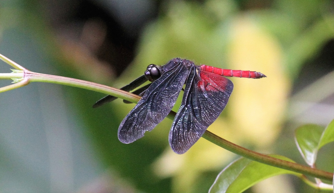 Red-saddled Blackwing In the Orinoco Delta  - believe that this has a range at least encompassing Suriname down to Mato Grosso in Brazil Diastatops pullata,Orinoco Delta,Red-saddled Blackwing