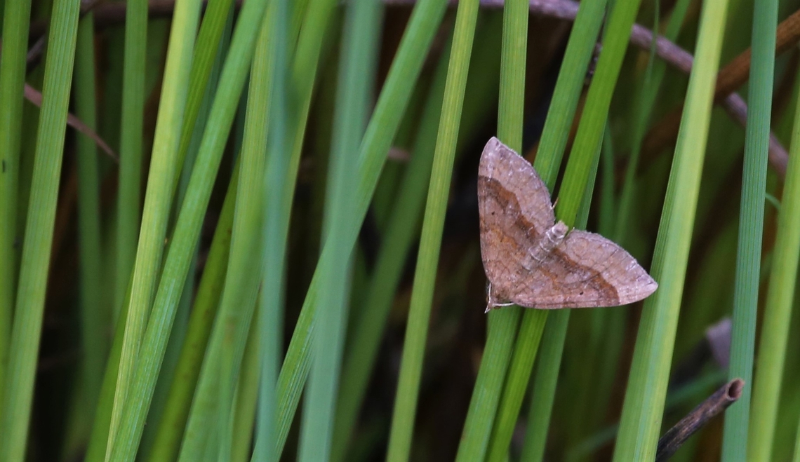 Moth Week 2022 Shaded Broad-bar  Kings Meaburn,National Moth Week 2022,Scotopteryx chenopodiata,Shaded Broad-bar,moth week 2022