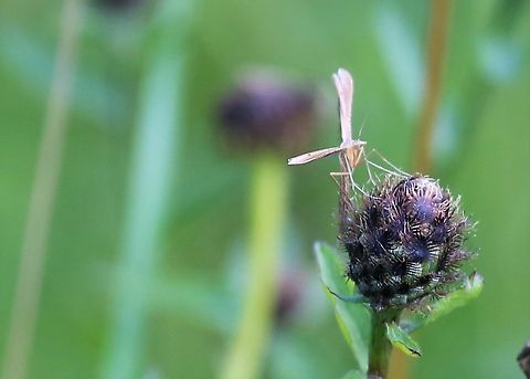 Moth Week 2022 Common Plume  Emmelina monodactyla,Kings Meaburn,Morning glory plume moth,moth week 2022,national moth week 2022