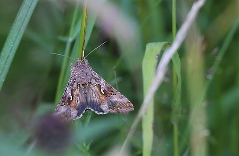Moth Week 2022 Silver Y  Autographa gamma,Kings Meaburn,National Moth Week 2022,Silver Y,moth week 2022