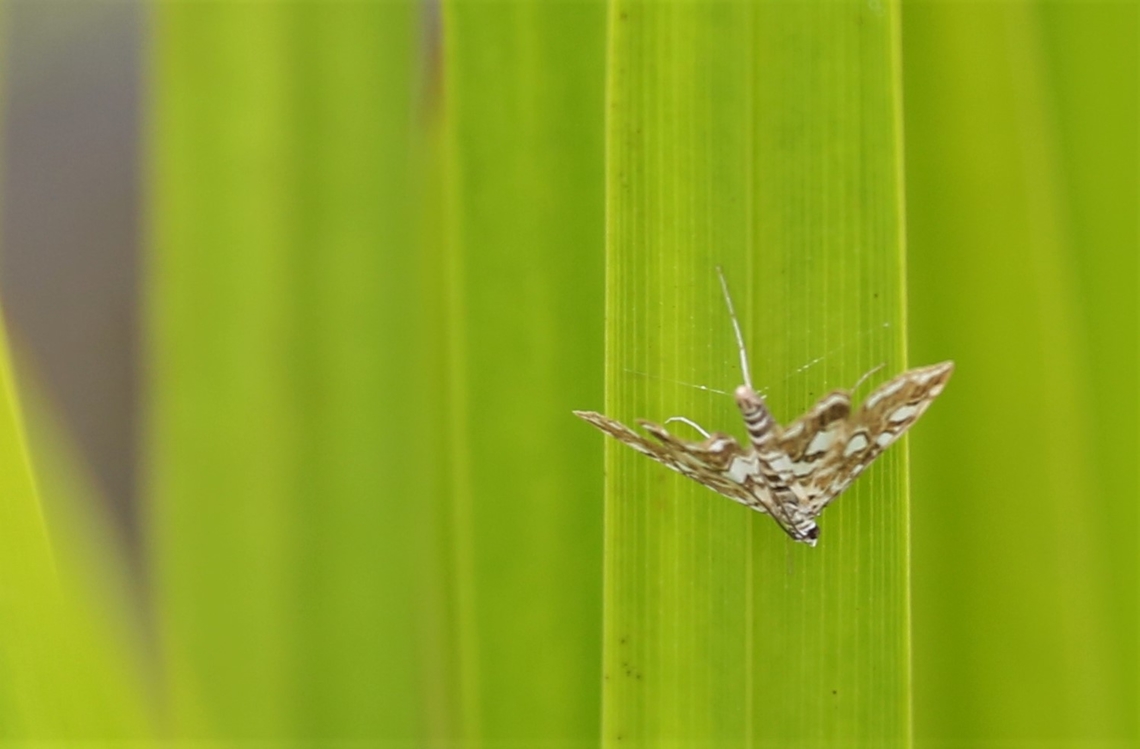 Moth Week 2022 Brown China Mark  Brown China Mark,Elophila nymphaeata,Kings Meaburn,National Moth Week 2022,moth week 2022